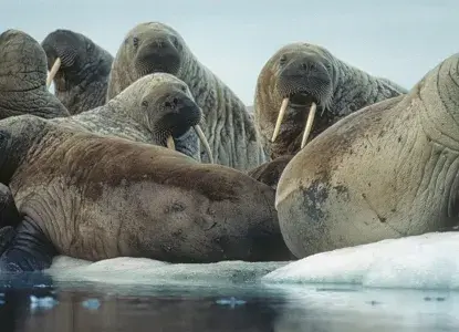 Canadian Arctic