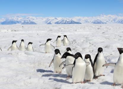 Orcas in East Antarctica 