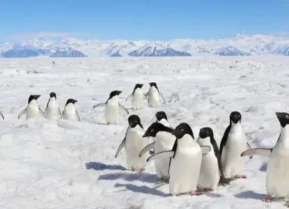 Orcas in East Antarctica 