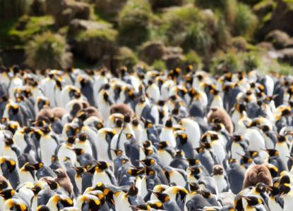 King%20Penguin%20Banner