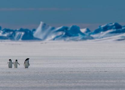 Adelie%20Penguins%20Banner