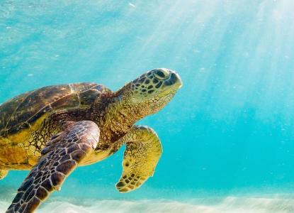 Turtle swimming in the Galapagos Islands