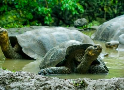 Giant Galapagos Tortoises