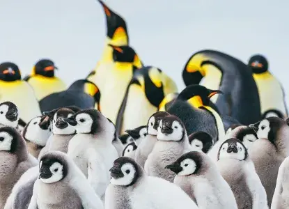 Emperor Penguin colony at Snow Hill in Antarctica