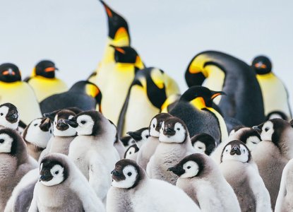 Emperor Penguin colony with fluffy chicks in foreground at Snow Hill in Antarctica