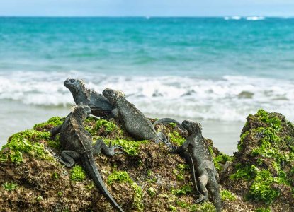 Galapagos_Marine-Iguana-beach-hero