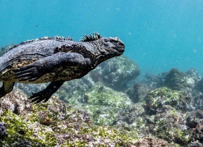 Marine Iguana in the Galapagos Islands