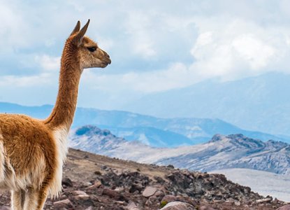 Heads Up! Your Wildlife Guide to the Andes Mountains