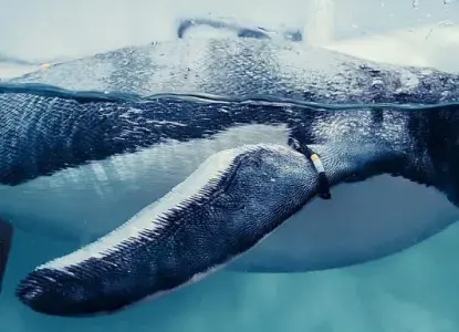15 Fun Facts About Penguins