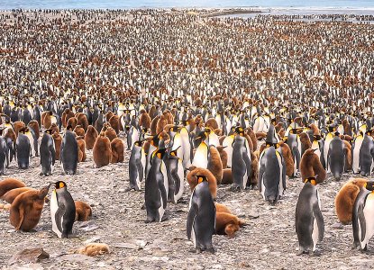 Types of Penguins: How to see the world’s penguin species