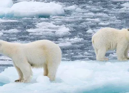 Arctic landscape