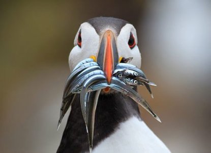 Fun Facts About Puffins
