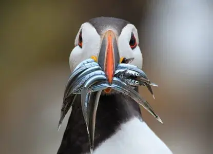 Fun Facts About Puffins