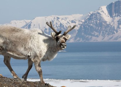 Reindeer_Svalbard-scenery-hero