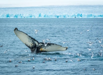 Meet The Wildlife of Svalbard