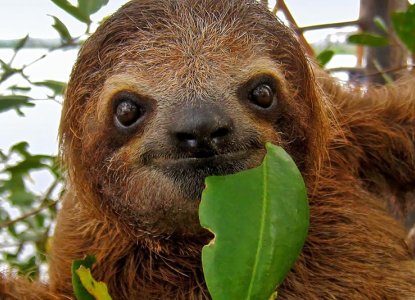 10 Fun Facts About Sloths That Will Make You Giggle