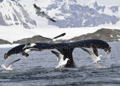 Fun Facts about Whales in Antarctica