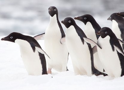 Antarctica Photography: 11 Essential Tips