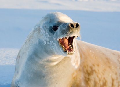 How to See Antarctic Seal Species