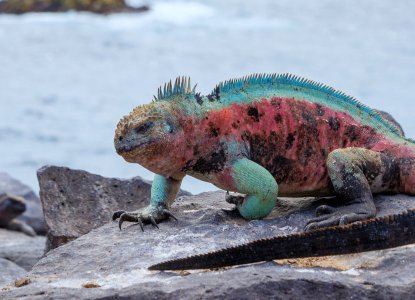 Marine Iguana on Espanola Island, Galapagos 
