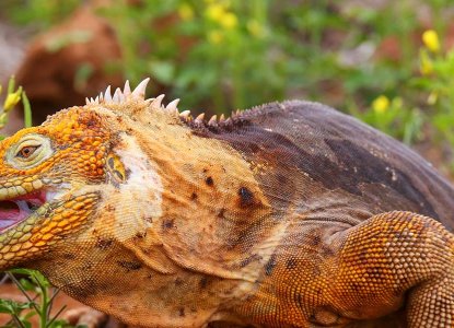 Land Iguana in the Galapagos Islands 