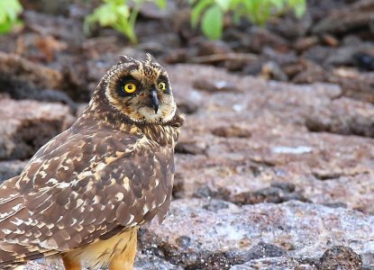 Short Eared Owl, Galapagos Islands 