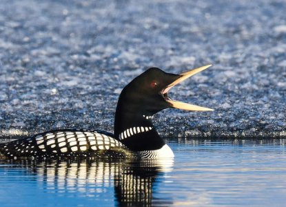 Close up of Yellow Billed Loon bird 