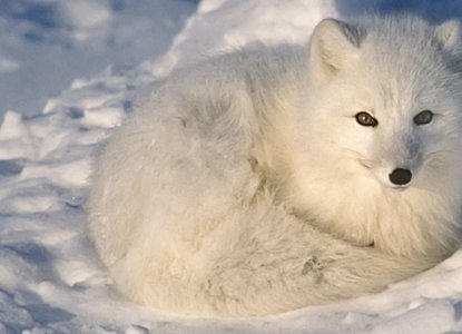 Facts You Didn’t Know About Arctic Foxes