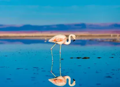 Wildlife in Chile