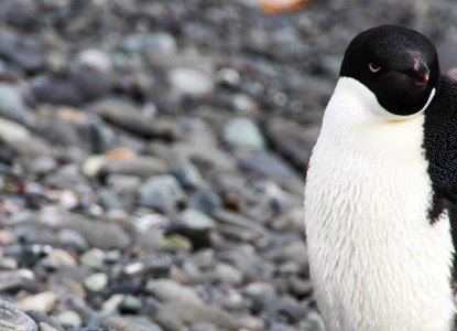 King George Island – More Than Just a Gateway to Antarctica King George Island – More Than Just a Gateway to Antarctica