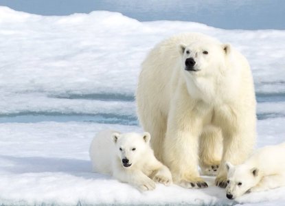 Things To Do In Svalbard Things To Do In Svalbard