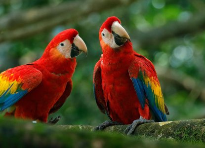 Wildlife Species in Brazil