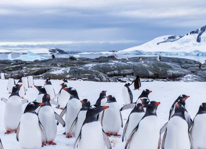 Gentoo-Penguins-Hero2