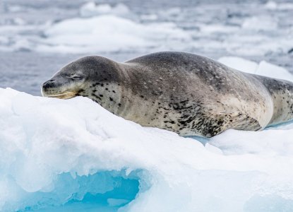 Leopard-Seal_Antartica-hero