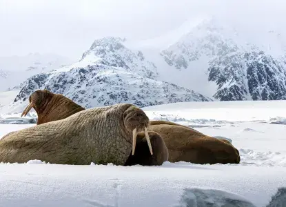 Walrus-Group-hero.jpg