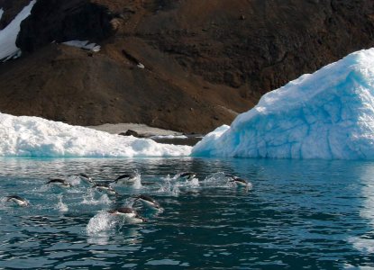 Penguins porpoising through calm icy waters in Antarctica