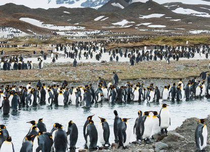 King Penguin colony scattered on South Georgia landscape in summer