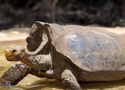 Giant Tortoise in the Galapagos Islands