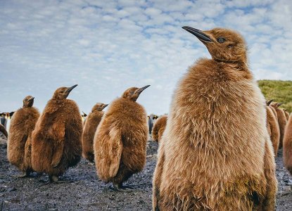group of downy brown King Penguin chicks at South Georgia