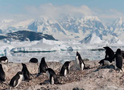 Adelie Penguin colony on rocky foreground with snowy Antarctic mountains in background