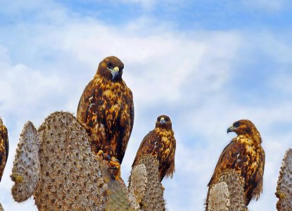 Galapagos Hawks sitting on Cacti, Galapagos Islands