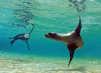 Galapagos-Sea-Lions-crystal-water-hero.jpg