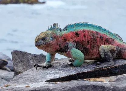 Galapagos_Espanola_Marine-Iguana-hero.jpg