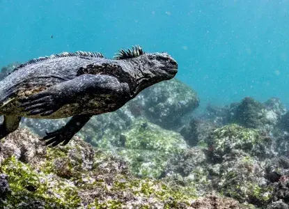 Galapagos_Marine-Iguana-hero.jpg