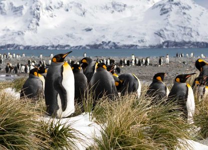 King Penguin colony in snowy grass tussocks on South Georgia Island with big mountains in background
