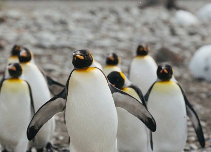 King Penguins in South Georgia