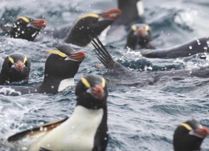 crested penguins in the ocean