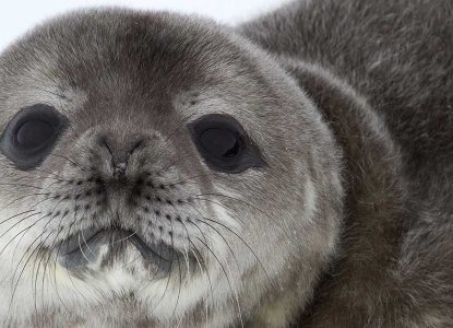 Weddell Seal Pup close up in Antarctica