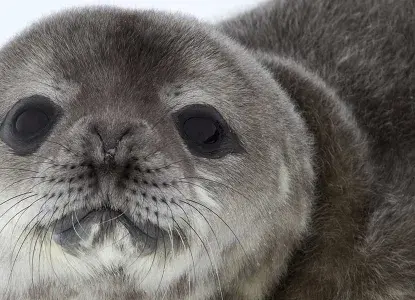 Weddell Seal Pup close up in Antarctica