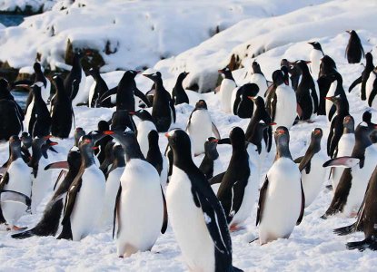 Gentoo Penguins in Antarctica